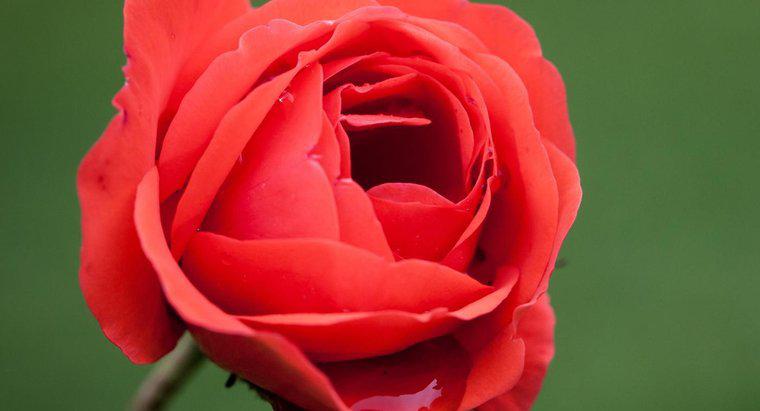 Tên khoa học của hoa hồng là gì?