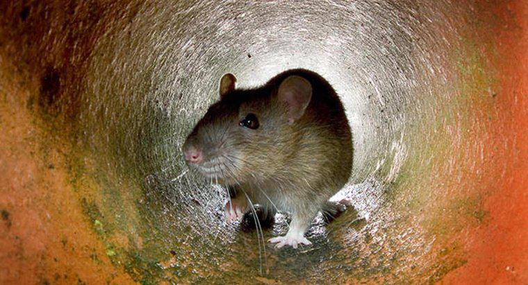 Thức ăn tốt nhất để bẫy chuột là gì?