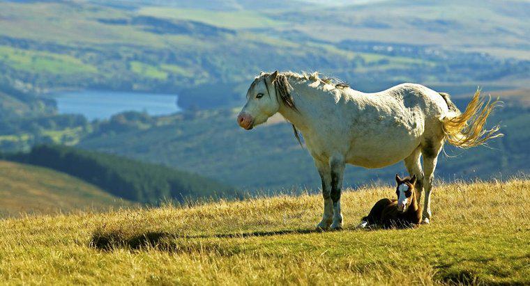 Ngựa miền núi xứ Wales là gì?