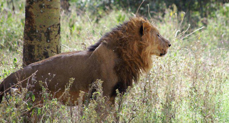 Sư tử Châu Phi ăn gì?