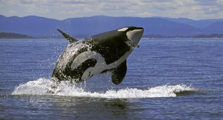 Cá voi sát thủ nặng bao nhiêu?