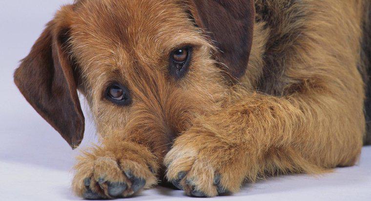 Nguyên nhân nào khiến chó bị tiêu chảy ra máu và có chất nhầy?