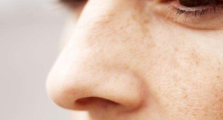 Hai chức năng của niêm mạc được tìm thấy trong hốc mũi là gì?