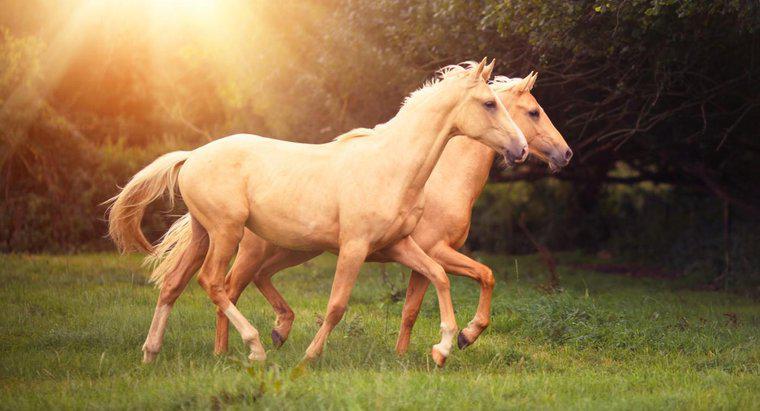 Bệnh viêm da ở ngựa là gì?