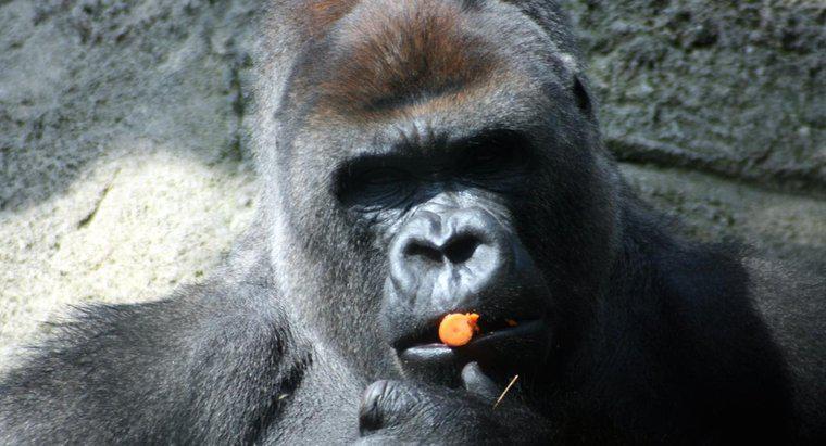 Khỉ đột là Động vật ăn tạp hay Động vật ăn cỏ?