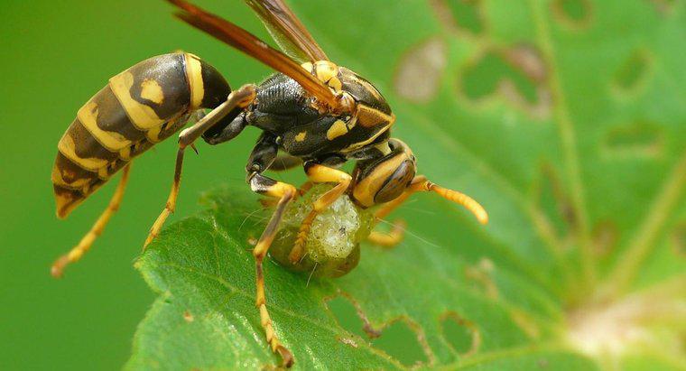 Ong bắp cày có thể sống được bao lâu nếu không có thức ăn?