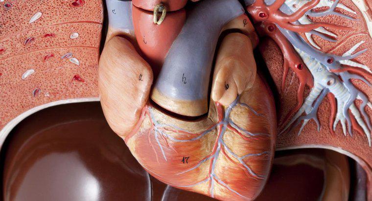 Có bao nhiêu động mạch trong tim con người?