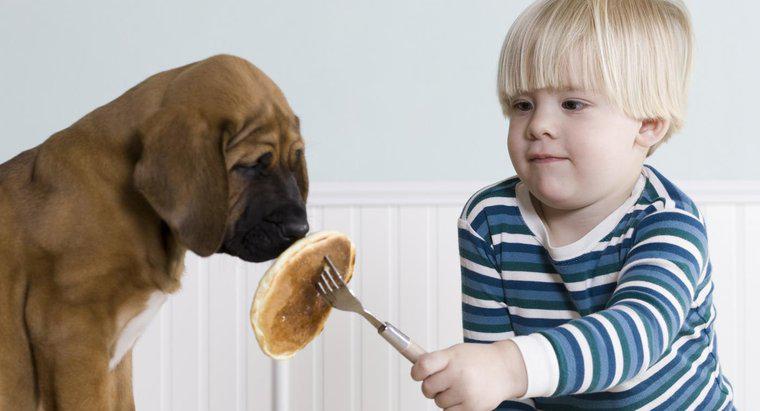 Tại sao có thể một con chó con bỏ ăn hoặc uống?