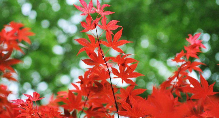 Bạn quan tâm đến cây phong Nhật Bản Fireglow như thế nào?