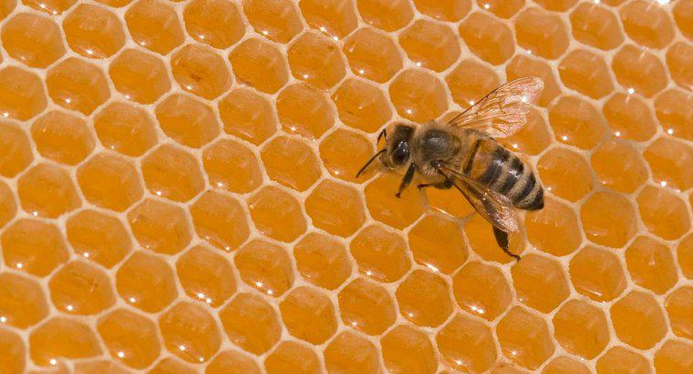 Một con ong nặng bao nhiêu?