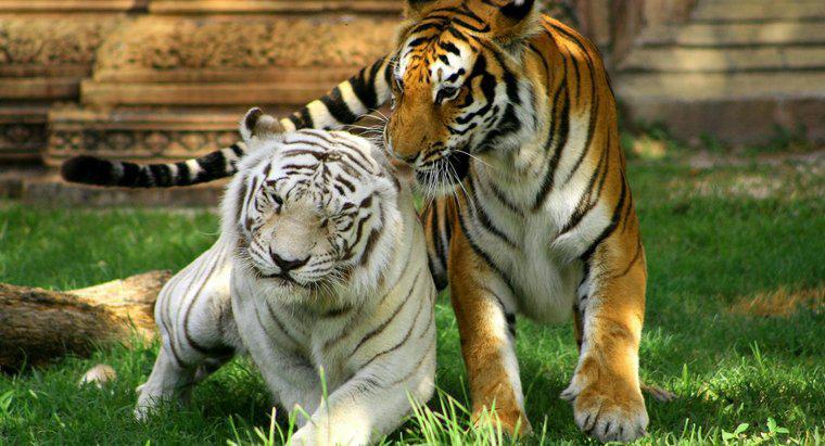 Hổ trắng sống trong quần xã sinh vật nào?