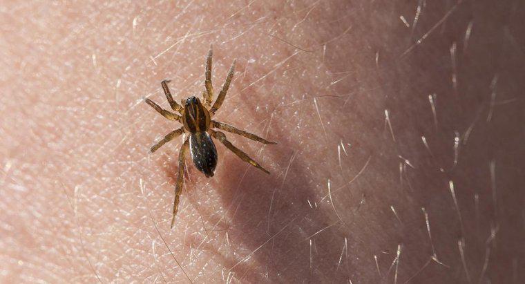 Làm thế nào để bạn xác định được vết cắn của nhện?
