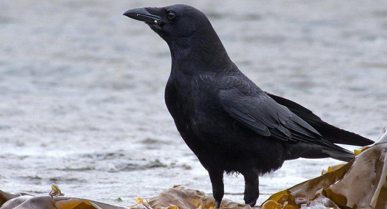 Nếu một người nhìn thấy một con quạ đen có ý nghĩa gì?