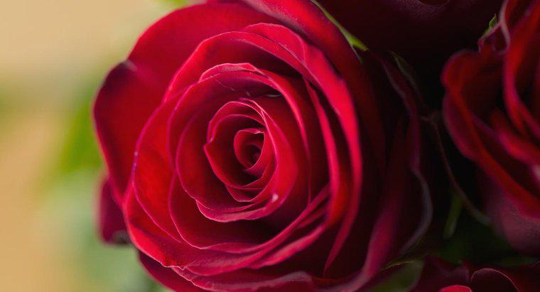 Hoa hồng đỏ có ý nghĩa gì?