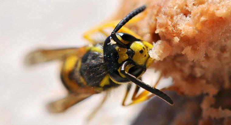 Làm thế nào để bạn tạo ra một tên sát nhân ong bắp cày tự chế?