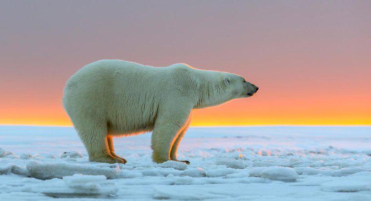 Làm thế nào lớn do Polar Bears nhận được?