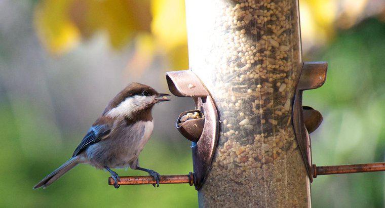 Chim ăn những loại thức ăn nào?