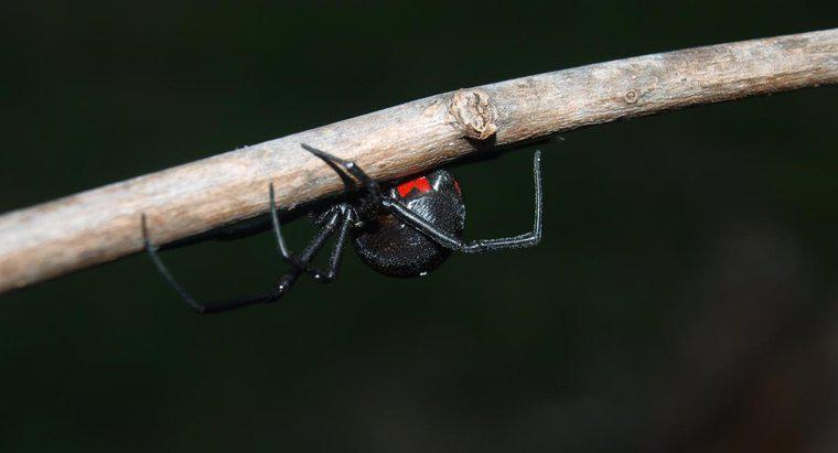 Những loại nhện nguy hiểm nhất là gì?