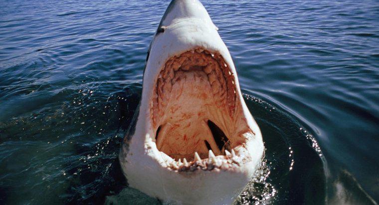 Tại sao các cuộc tấn công của cá mập trắng lớn lại xảy ra?