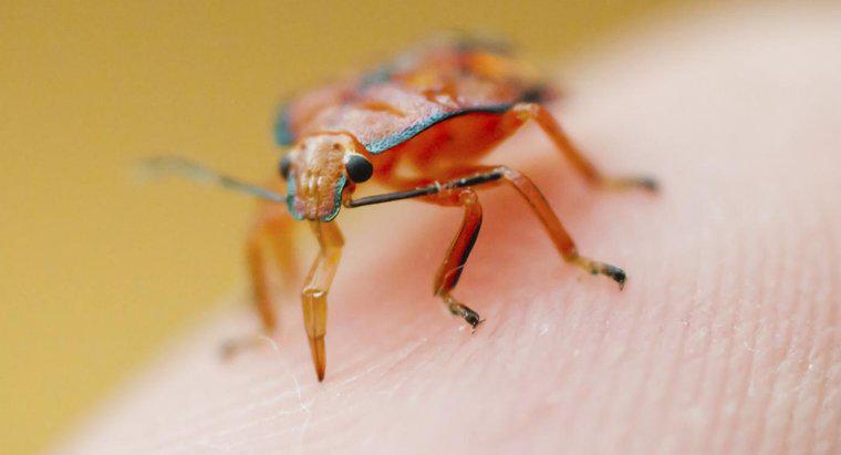 Biện pháp khắc phục tốt nhất cho vết cắn của bọ là gì?