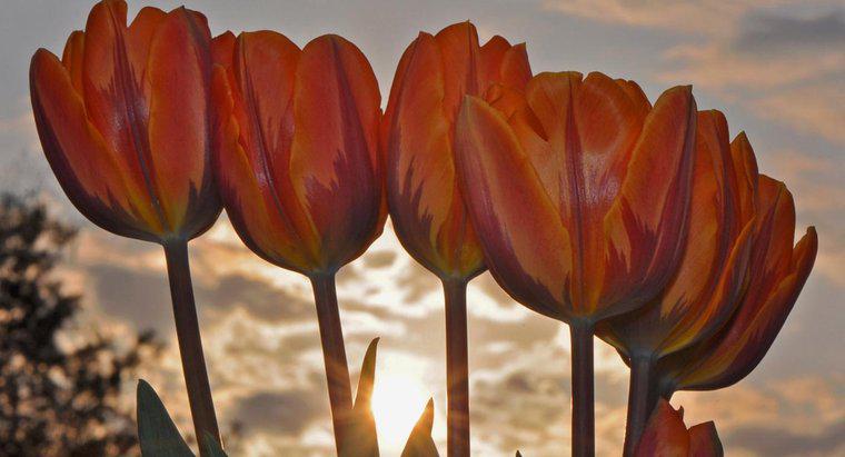 Tôi Có Cắt Hoa Tulip Sau Khi Chúng Đã Nở Không?