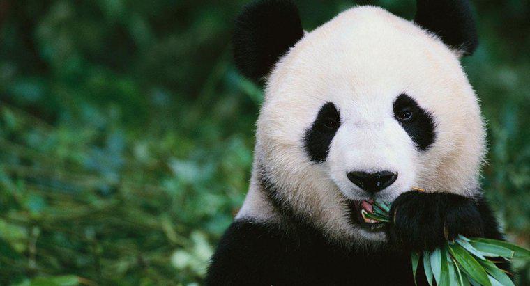 Gấu Panda ăn gì?