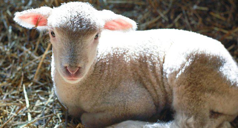 Con cừu non được gọi là gì?