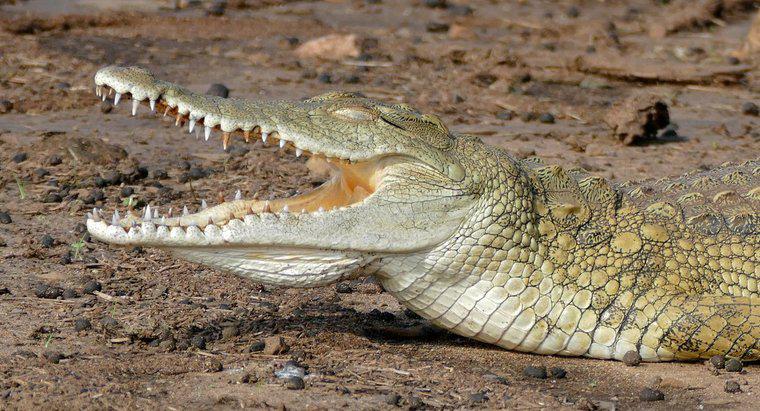 Cá sấu sông Nile ăn gì?
