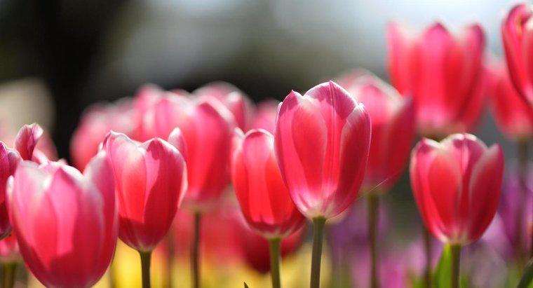 Làm thế nào để hoa Tulip tái sản xuất?