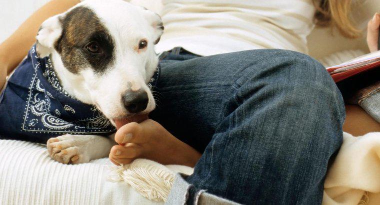 Tại sao chó liếm chân người?