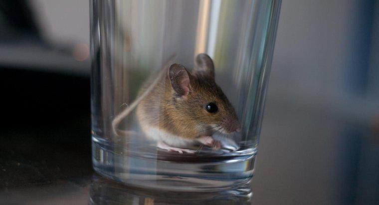 Một số biện pháp khắc phục tại nhà để giết chuột là gì?