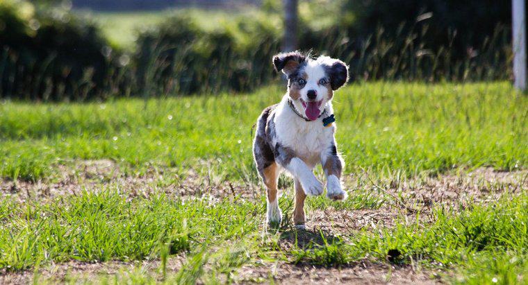 Chó có thể chạy nhanh đến mức nào?
