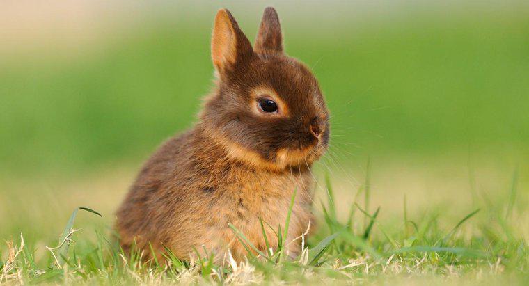 Một con thỏ lùn Hà Lan sống được bao lâu?