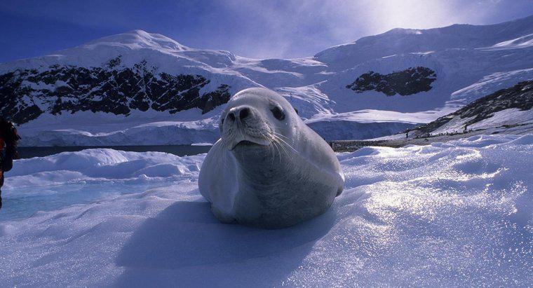 Những loại động vật nào sống ở Nam Cực?