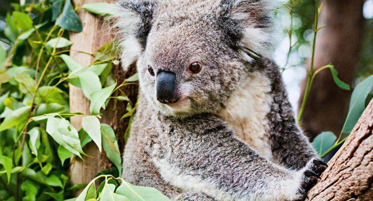 Tại sao Koalas lại nguy cấp?