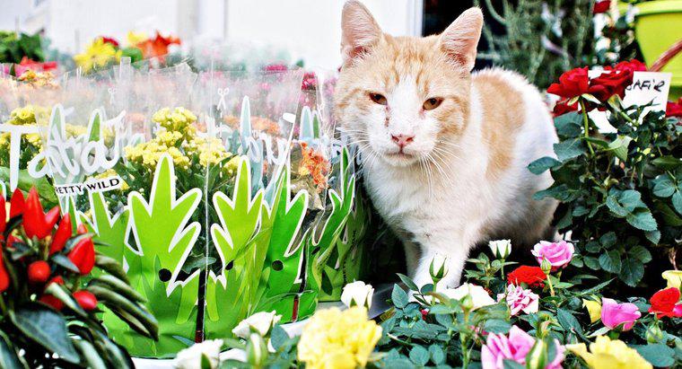 Bromeliads có độc đối với mèo không?
