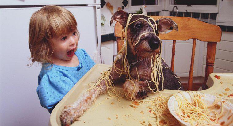 Chó có thể ăn mì ống không?
