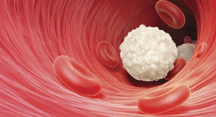 Làm cách nào để tính tổng số lượng tế bào bạch huyết?