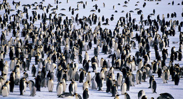 Chim cánh cụt sống ở đâu?