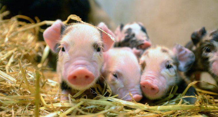 Điểm giống nhau giữa giải phẫu của bào thai lợn và giải phẫu của con người là gì?