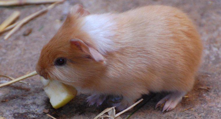 Chuột lang có thể ăn gì?