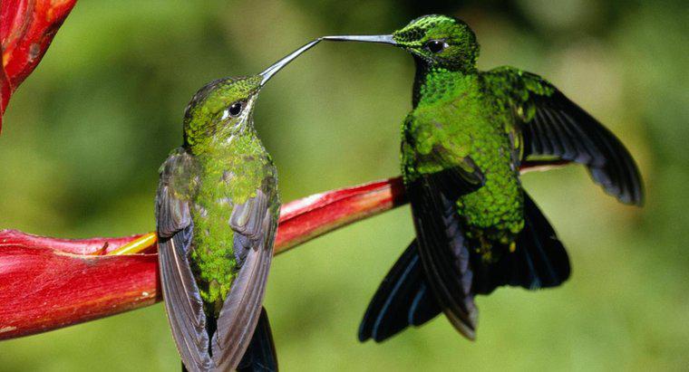 Làm thế nào để Hummingbirds sinh sản?