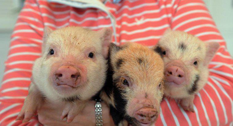 Loại vắc xin nào là bắt buộc đối với lợn siêu nhỏ?