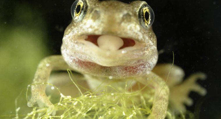 Lưỡi ếch dài bao nhiêu?