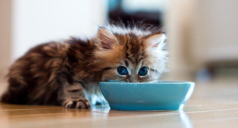 Một con mèo có thể sống được bao lâu nếu không có thức ăn?