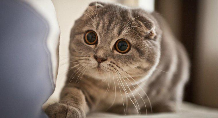 Một số điều cần cân nhắc trước khi mua mèo con Scottish Fold là gì?