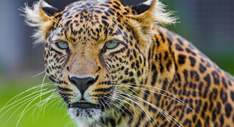 Sự khác biệt giữa Cheetah và Leopard là gì?