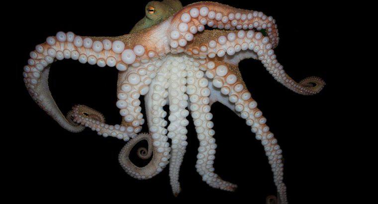 Tại sao bạch tuộc có tám chân?