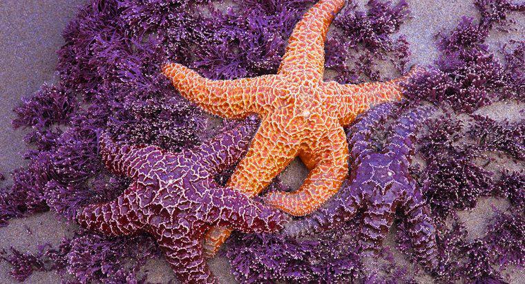 Làm thế nào để Starfish Mate?