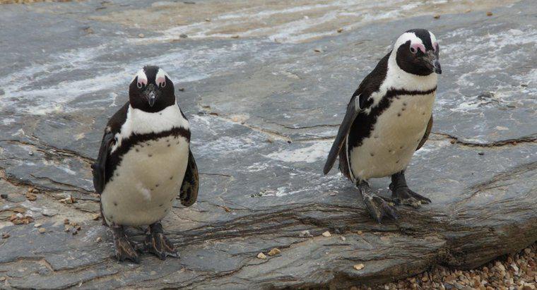 Một số sự thật thú vị về chim cánh cụt là gì?